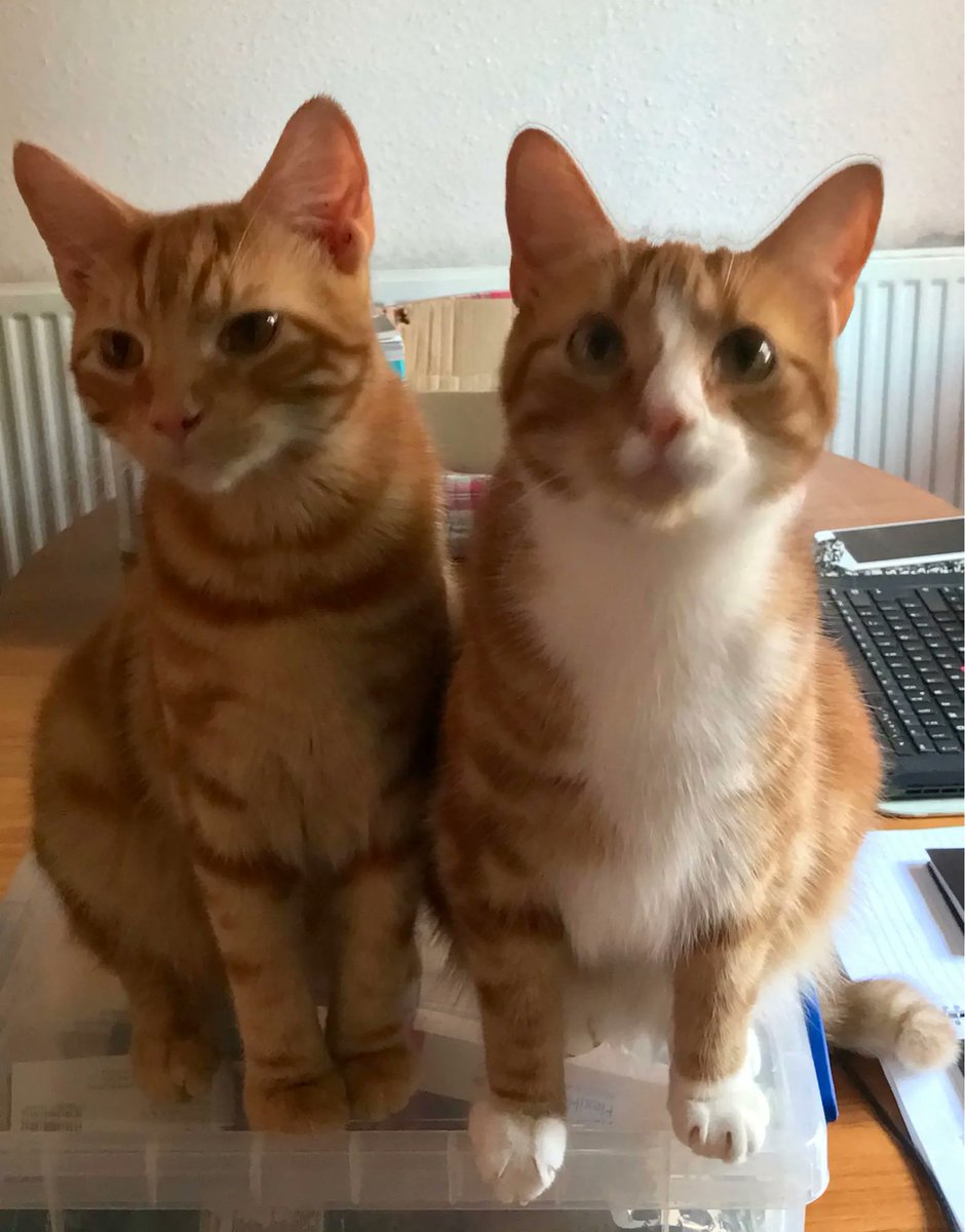 David John Jones tweet media