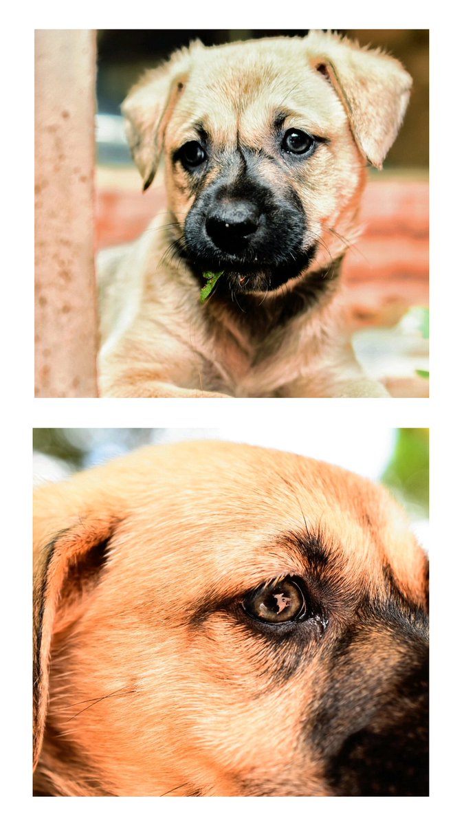 CindyRiq's tweet photo. Holaa amigos del twitter. Me ayudan con un rt?? Esta perrita hermosa está buscando hogar 💖 es re tiernita y juguetona. Es una rubita de ojos grises 😍🐶🐶 https://t.co/PWz4RAlNrI