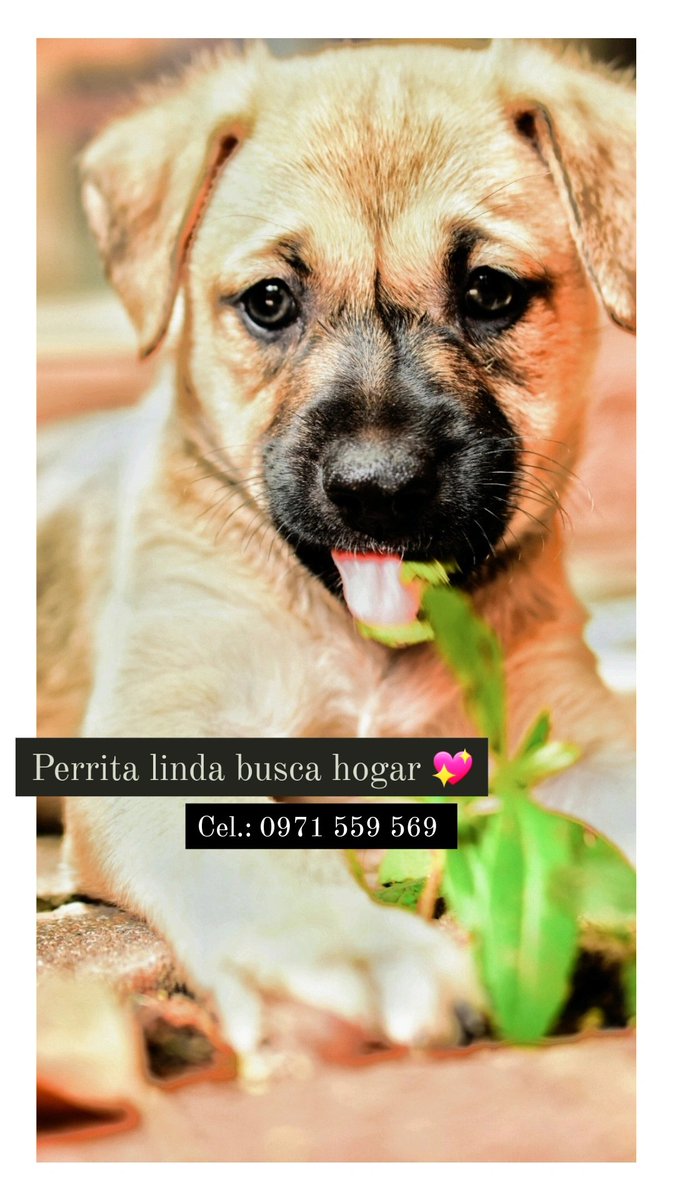 CindyRiq's tweet photo. Holaa amigos del twitter. Me ayudan con un rt?? Esta perrita hermosa está buscando hogar 💖 es re tiernita y juguetona. Es una rubita de ojos grises 😍🐶🐶 https://t.co/PWz4RAlNrI
