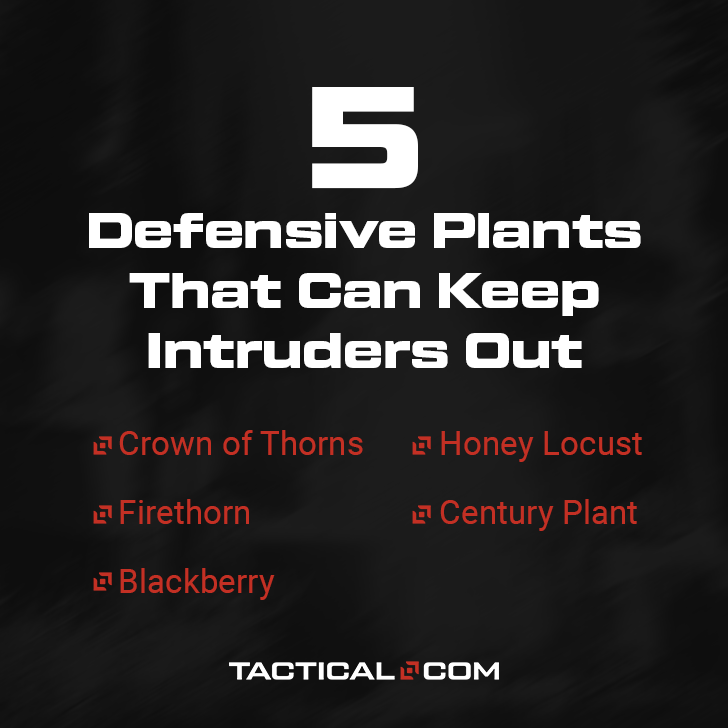 Don't want intruders in your home? No need for electric fences or guard dogs when you have nature's sentinels standing guard.

From barbed leaves to thorny rose bushes, check out our article on the top defensive plants that keep unwanted visitors at bay: bit.ly/3MhyiNW