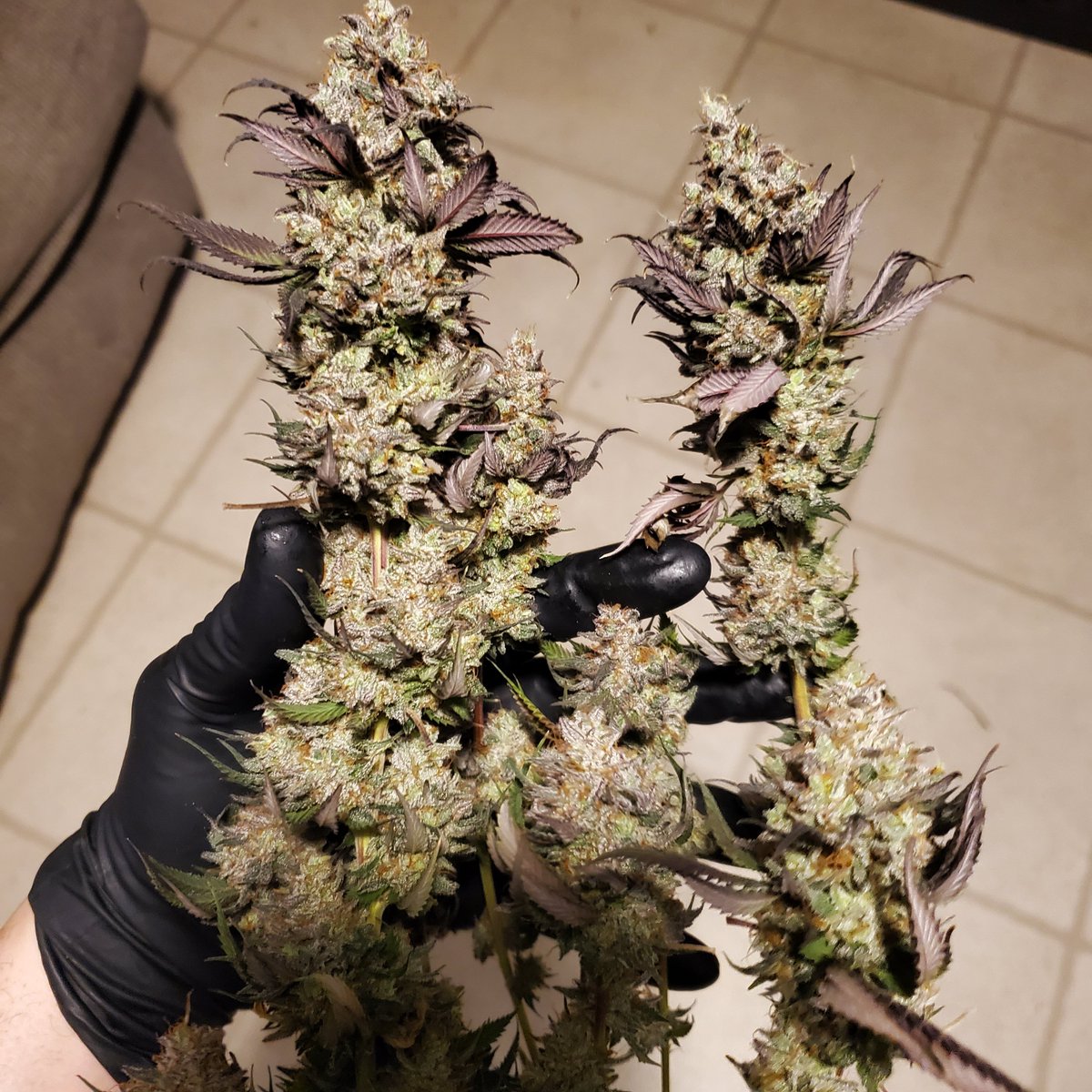 gps_seedbank's tweet photo. 4/20 is almost here! What are you smokin'?
Here's some Purple Aliens (Alien OG x Purple Punch) grown by keefherban138 and bred by Greenpoint Seeds.
#purplealiens #alienog #purplepunch #cannabisculture #cannabiscommunity #feminizedseeds #cannabisseeds #greenpointseeds https://t.co/JlBcTXOS45