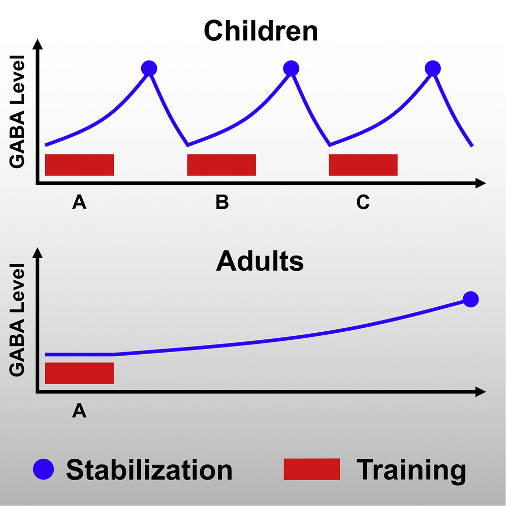 cocodevlab's tweet photo. Ever had the feeling that your child was smarter than you? A recent study from @BrownCLPS &amp; University of Regensburg found differences in the release rate of the "brain messenger" GABA in kids &amp; adults. This could be why kids learn so quickly! https://t.co/kHf1krU8ER https://t.co/vnC298SyCx