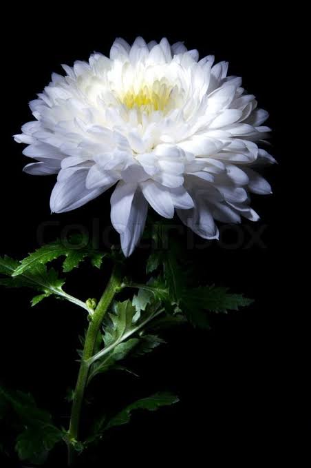 astrockv's tweet photo. Rest well, dear friend. Shine bright in the night sky https://t.co/IKi7s8ZHc2