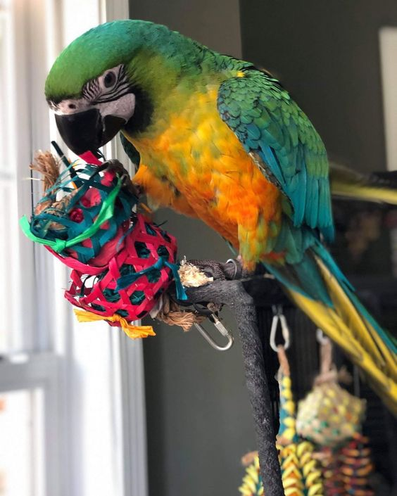 PlanetPleasures's tweet photo. Most birds need stimulation to stay happy and healthy, and our eco-friendly toys do just that! 🐤 From hanging toys to chew toys, we've got a range of toys to keep your bird busy and happy. #birdplaytime #planetpleasures #birdentertainment #birdlife https://t.co/iLdTtEPO3b