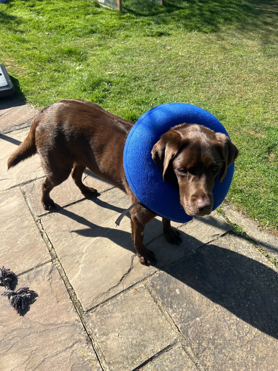 Tilly. Wearing her cone, not looking impressed! #ForTheGreaterGood #DogsOfTwitter #Labrador