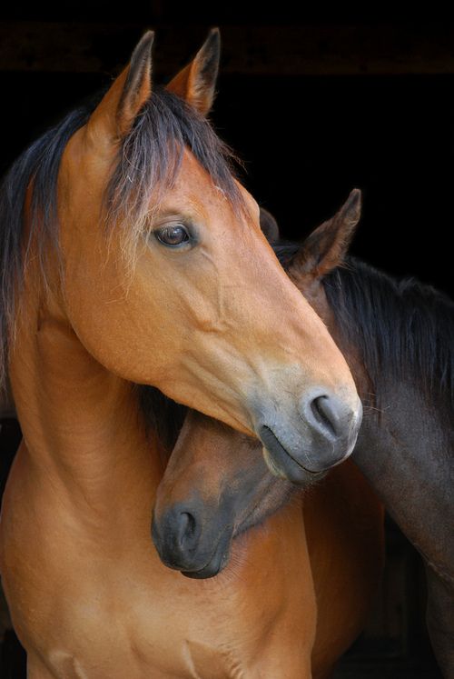 sojourner14's tweet photo. LL in the UK - Some of the horses... https://t.co/QiSaRO2Azw