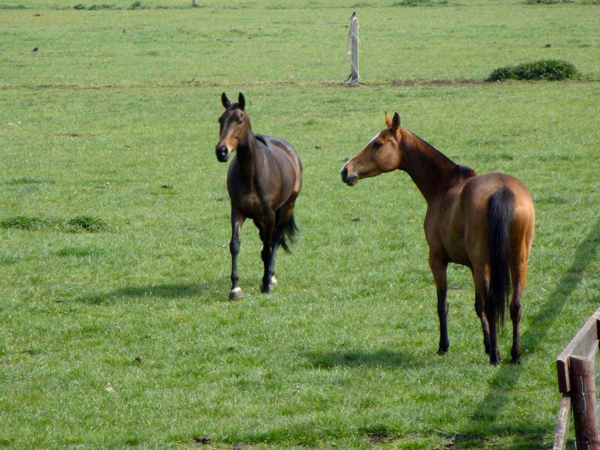 sojourner14's tweet photo. LL in the UK - Some of the horses... https://t.co/QiSaRO2Azw
