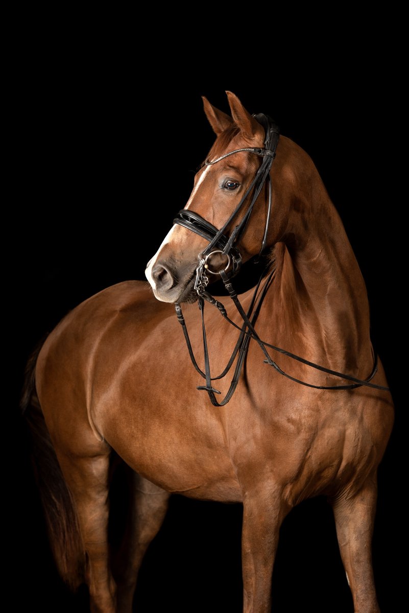 sojourner14's tweet photo. LL in the UK - Some of the horses... https://t.co/QiSaRO2Azw