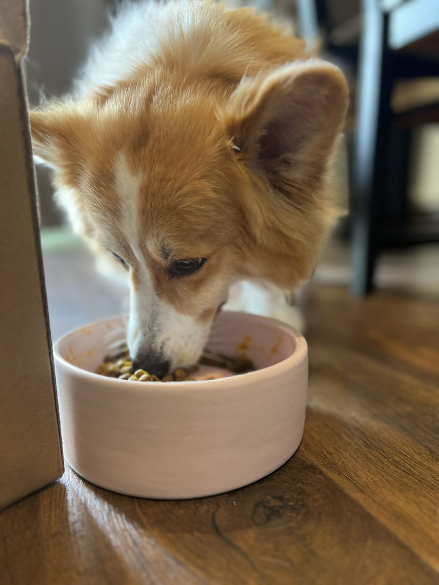 Icy_Rapture's tweet photo. thank you clay imports for having the best ceramic dog bowls. ollie and peach said they can never eat out of another bowl ever again #DefinitelyNotAnAd https://t.co/YfYCItahDY