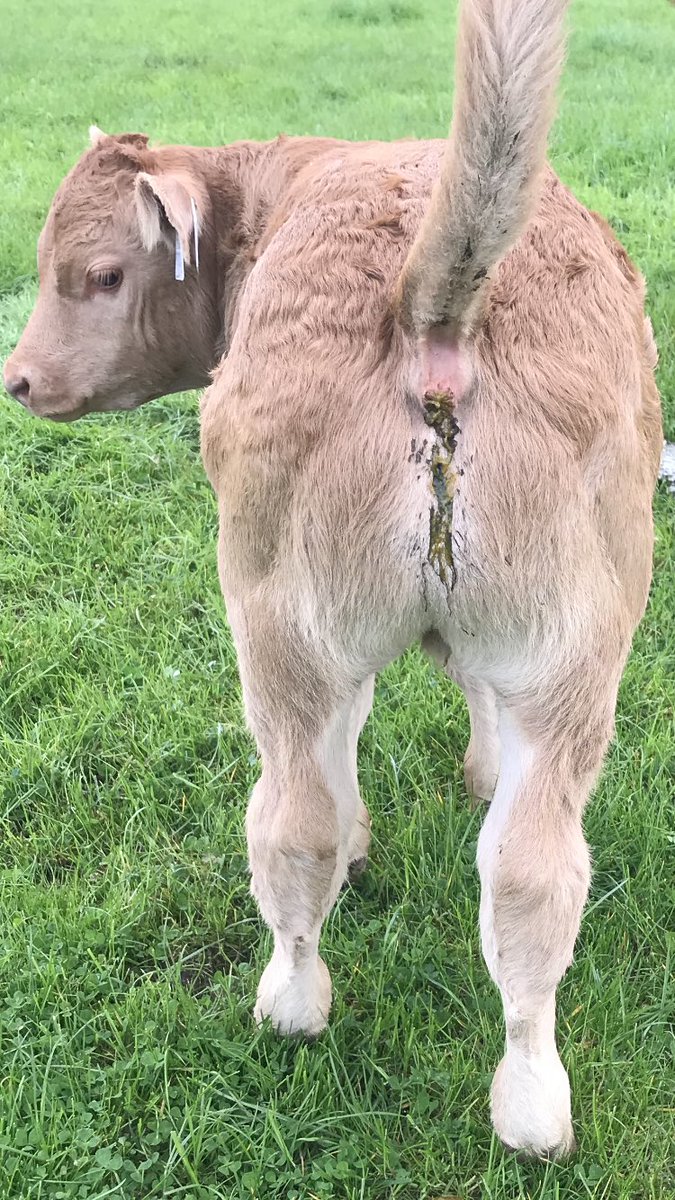 Coolrain Pedigree Limousin (Est. 1999) tweet media