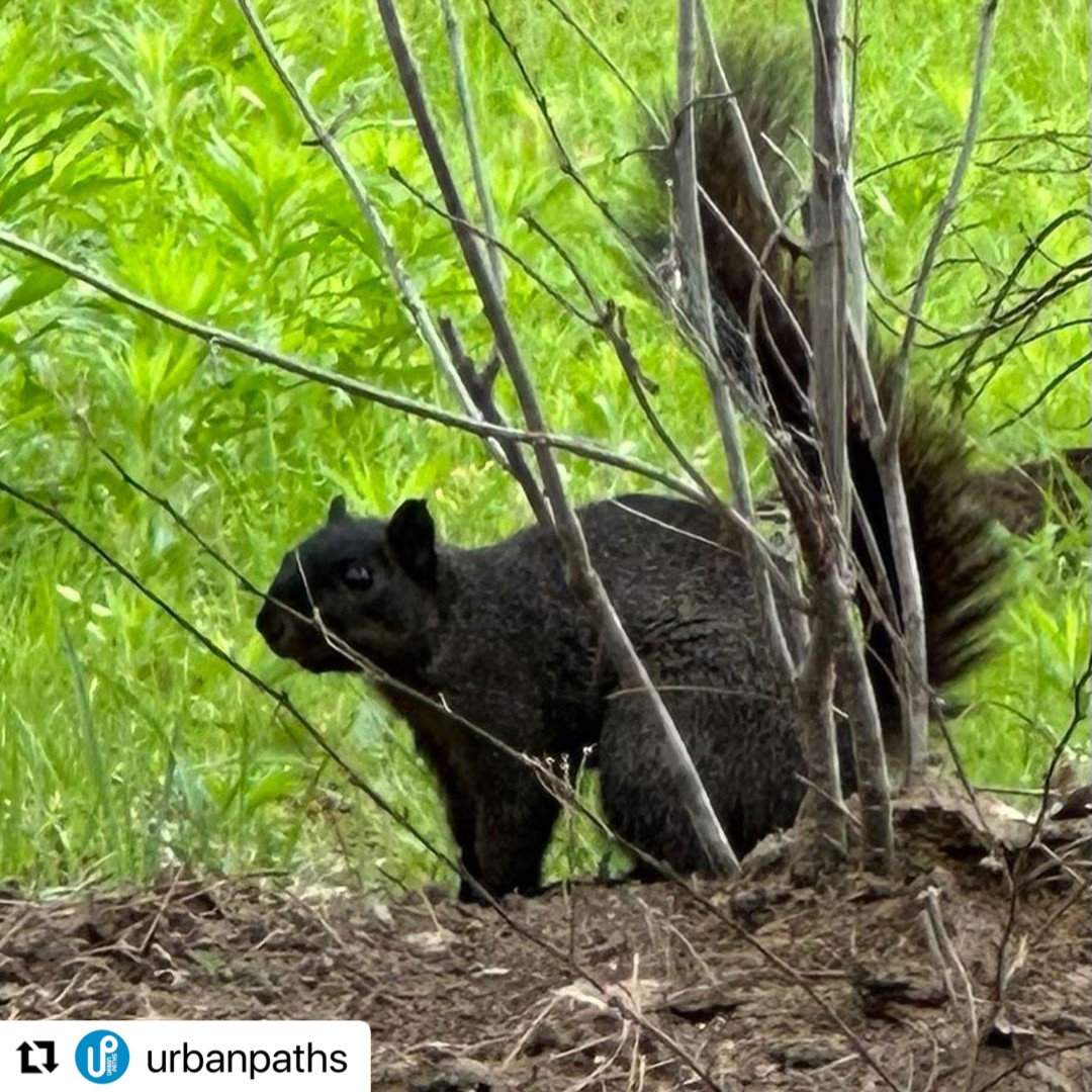 Memorial Park Conservancy tweet media