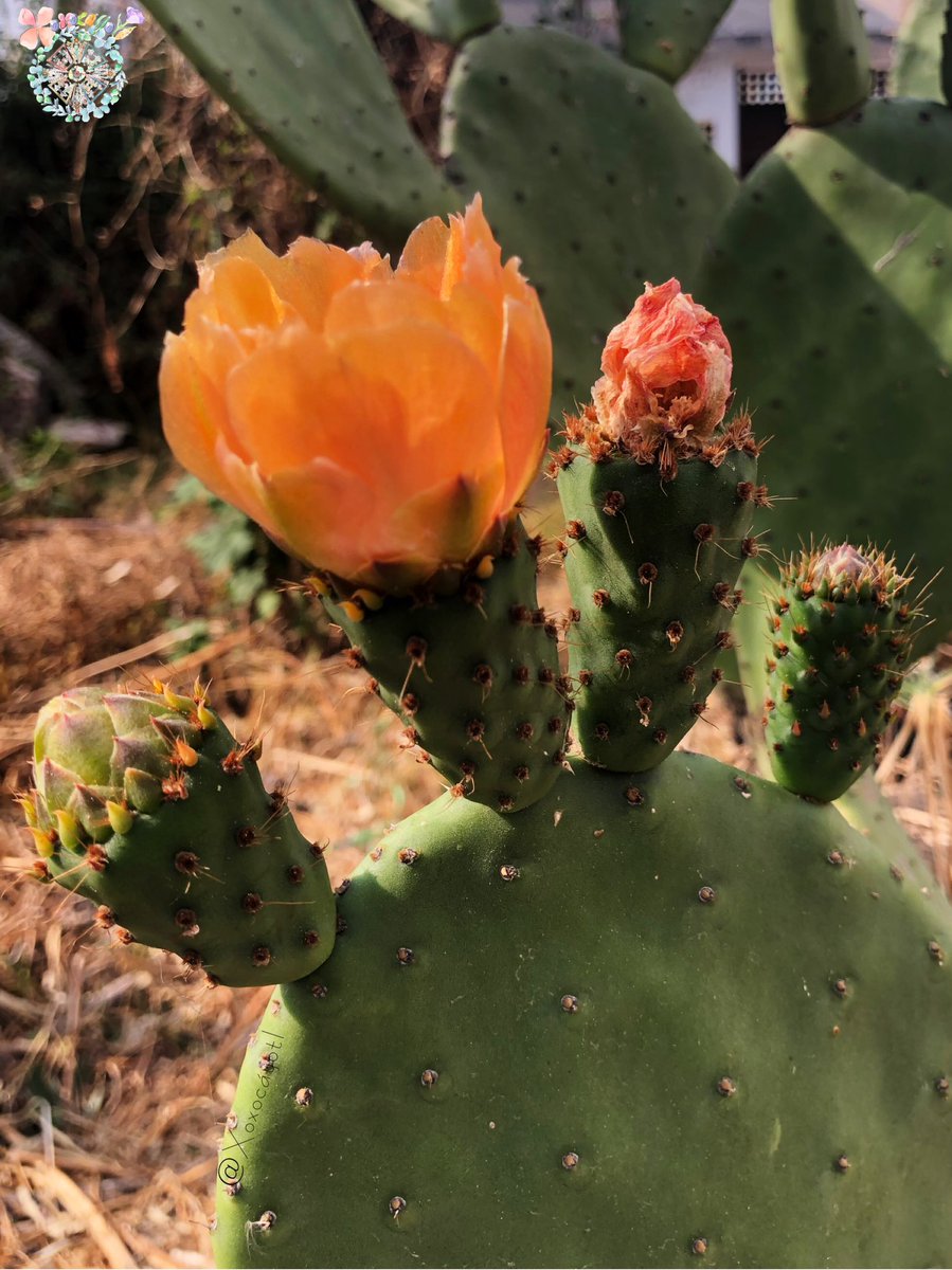 xoxocayotl's tweet photo. Felices por participar en un #MiercolesDeCactus más con @Ale_since2018 🌵Nos sentimos bendecidas por tener este bello #Nopalli/#Nopal #Silvestre 🌼 Viene con todo pues está lleno de #Nochtin/#Tunas 🥝 Ya tuvimos la dicha de probarlas y son una delicia 🌸 Apoyaremos #Abonandola 🌺 https://t.co/YmHh9Wsiyt