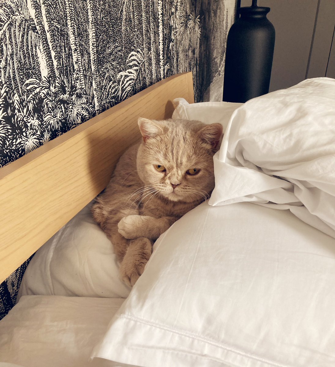 james-rai-on-twitter-mio-is-annoyed-with-me-for-finding-him-asleep-in
