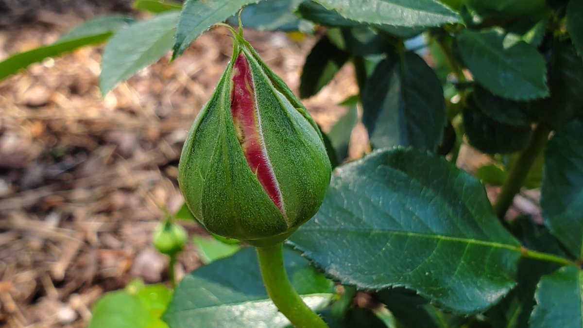 Svetlana Wolf on Twitter "RT TSvetlanab I've got a lot of fat buds