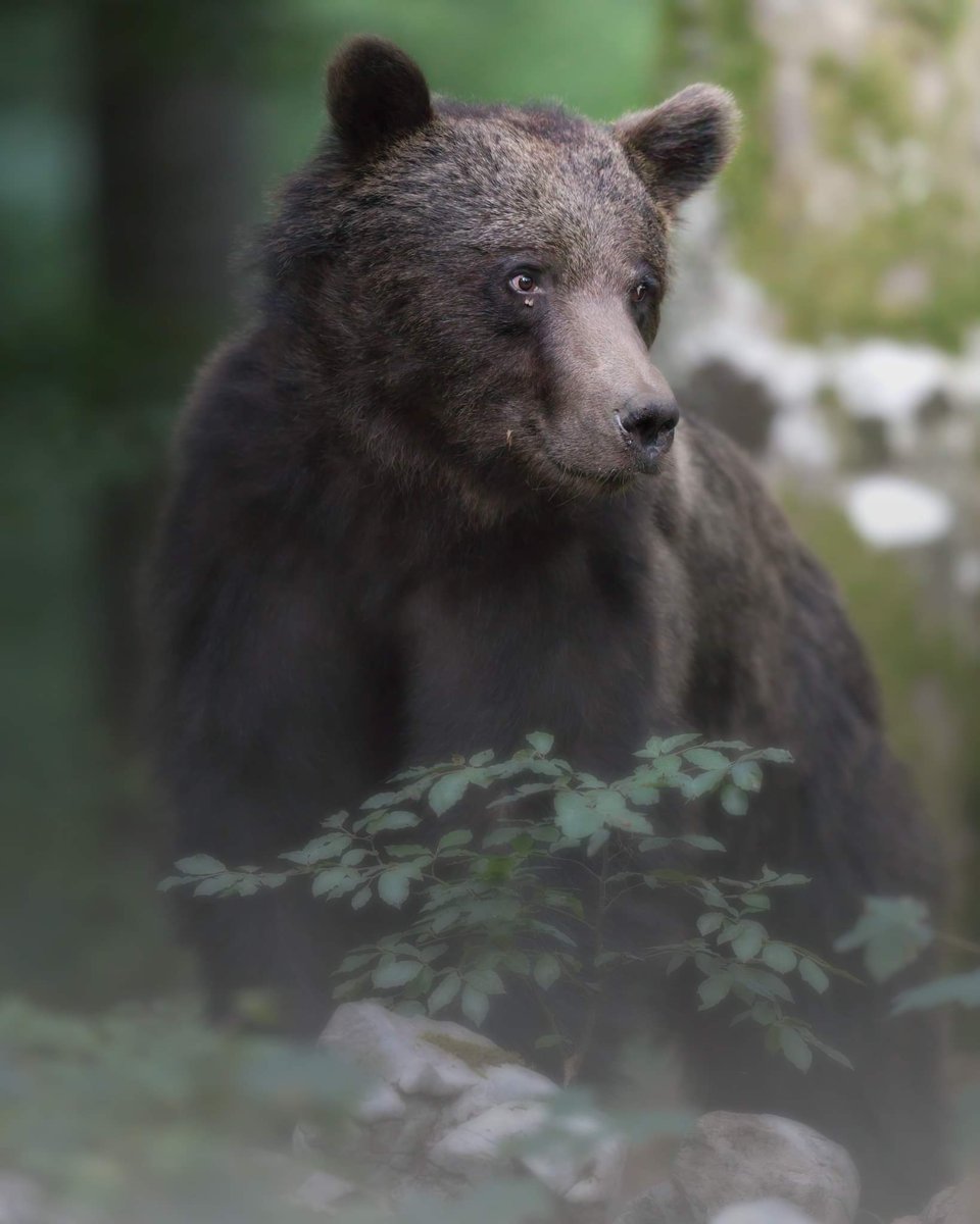 SergioCosta_Gen's tweet photo. Il presidente della provincia di Trento #Fugatti ha appena firmato il decreto per catturare e uccidere l'orso #Mj5. Sarà una strage senza motivo. Oltretutto, per un contatto con un uomo avvenuto a marzo. Qual è l’urgenza oggi? 
Continuerò a combattere senza risparmio per la vita. https://t.co/PKs6iOyylK