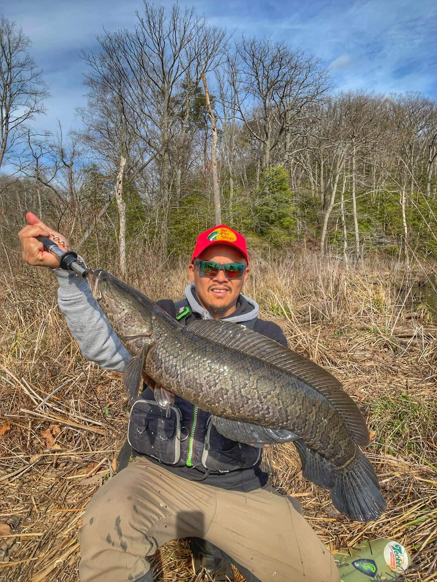 CarlosD55941404's tweet photo. @PRFC_Fisheries Need to find a market for the Snakeheads they are catching in the Potomac. https://t.co/J5U9Rhe0ib
