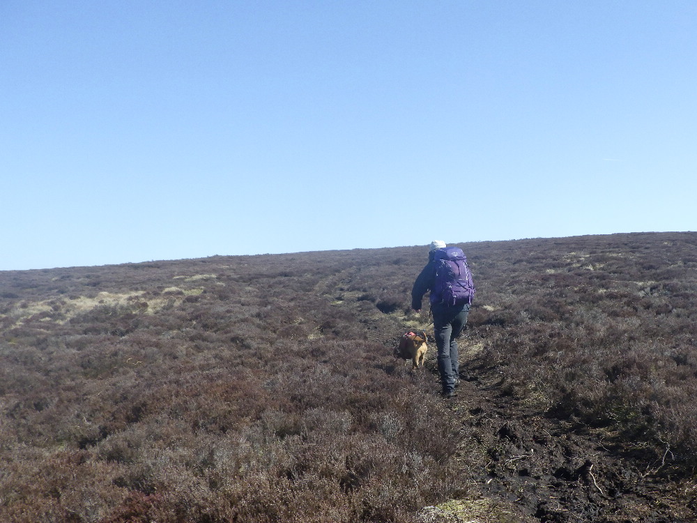 KnipeMike's tweet image. Poptabulous week end/midweek in Hayfield with Chrissie, Geoff, Islay, Pebbles and LTD - lovely walks, cracking scoff by Geoff and toleration of LTD'S tendancy towards utter areseholeness with other dogs and my smelly socks.  All good clean fun, except for the M1 drivey bits.