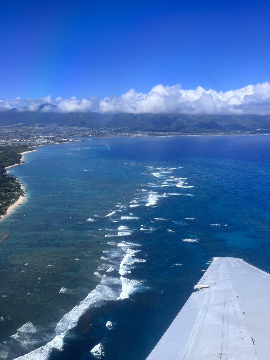 Elainea Smith tweet media