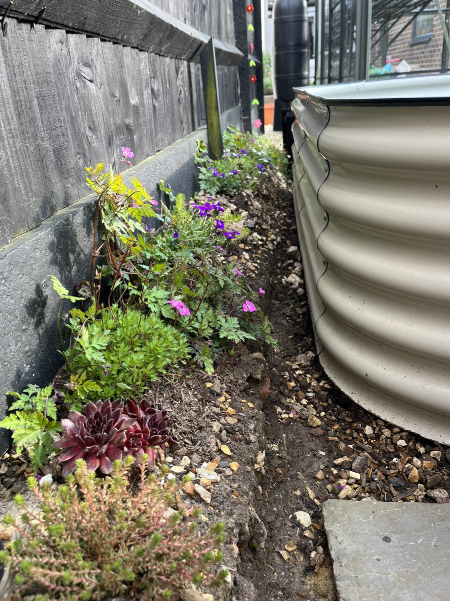 myseasideallot's tweet photo. 2/2 a little colour. I love that itβs hidden until you venture into the beds. Greenhouse is also looking stunning in the spring evening sun. #allotmentlife #allotment #growyourown #growyourownfood #modularbed #raisedbeds #raisedbedgarden #gardening #loofah #strawberryplants https://t.co/pZPlYFF52f