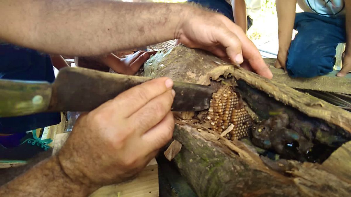 NadalDiplo's tweet photo. Gran alegría hoy en la Escuelita de los Llanos en Apure, fundada por dos profesoras del @colfracaracas. Hoy se instalan las primeras colmenas de un proyecto de cultivo de miel 🐝 hecha por los niños.

¡Estamos muy contentos y ansiosos de probarla! https://t.co/xvfQTaJLTT