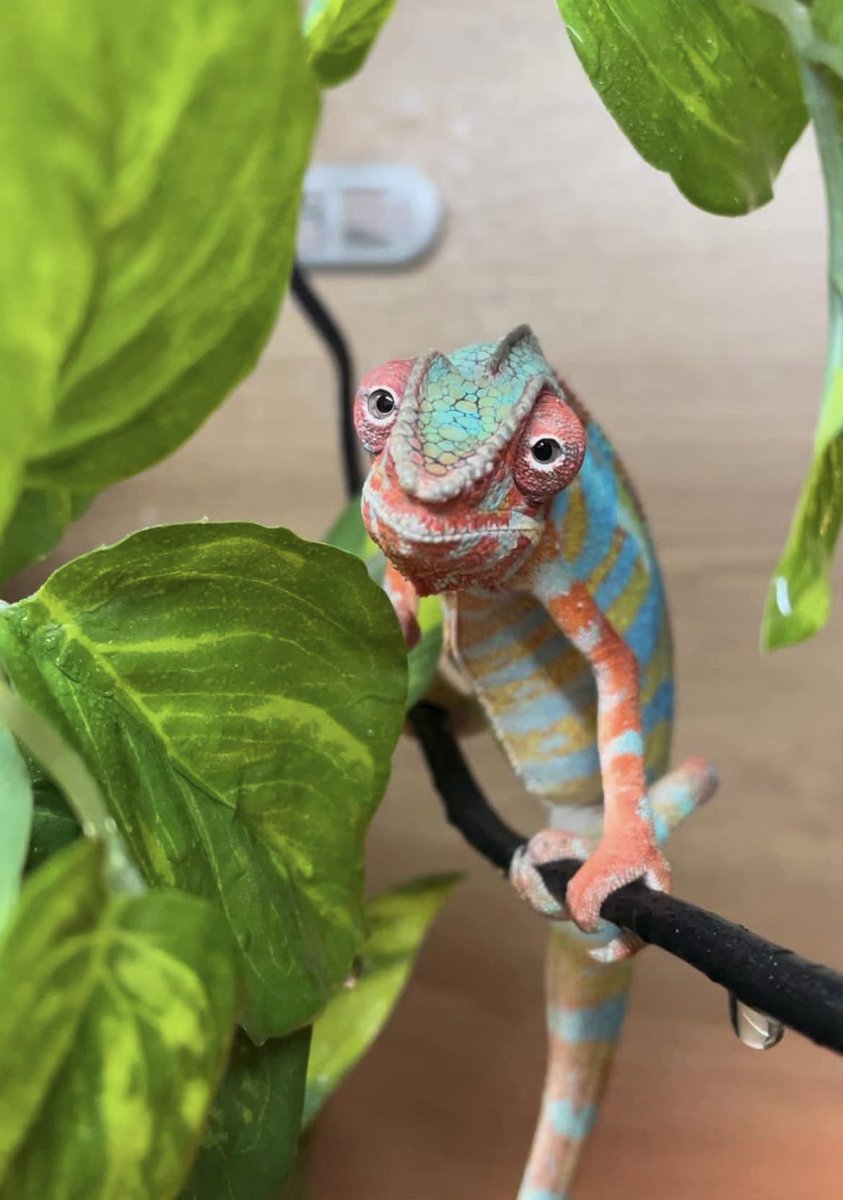 Normal pets are such a drag(on) 

SURGE presents the unassuming exotic pet shop in the heart of #Edinburgh 🐍

Read the full article with the link below:
surgemag.org/normal-pets-ar…