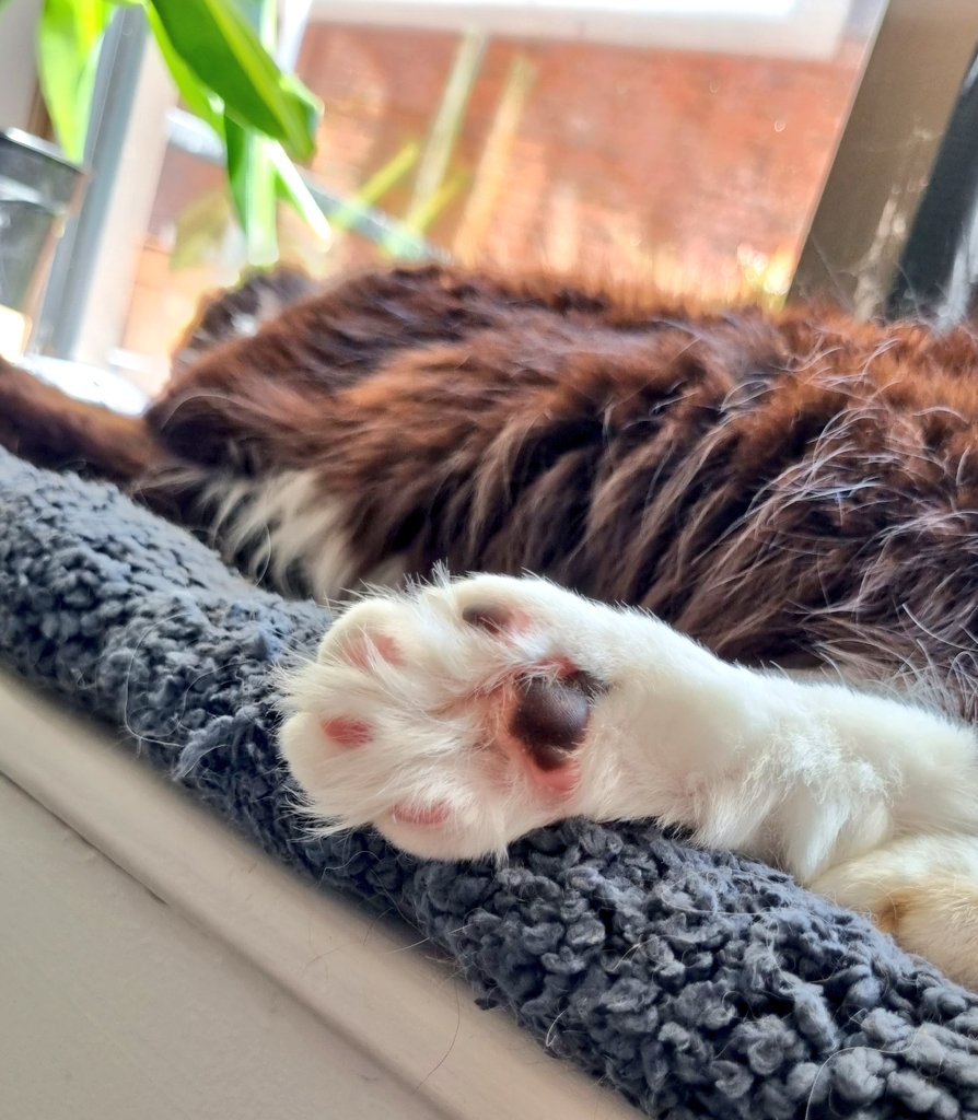 LeonTheProfTT's tweet photo. Paw. Floof. Fluff! #CatsOfTwitter https://t.co/UfjfgkC7bJ