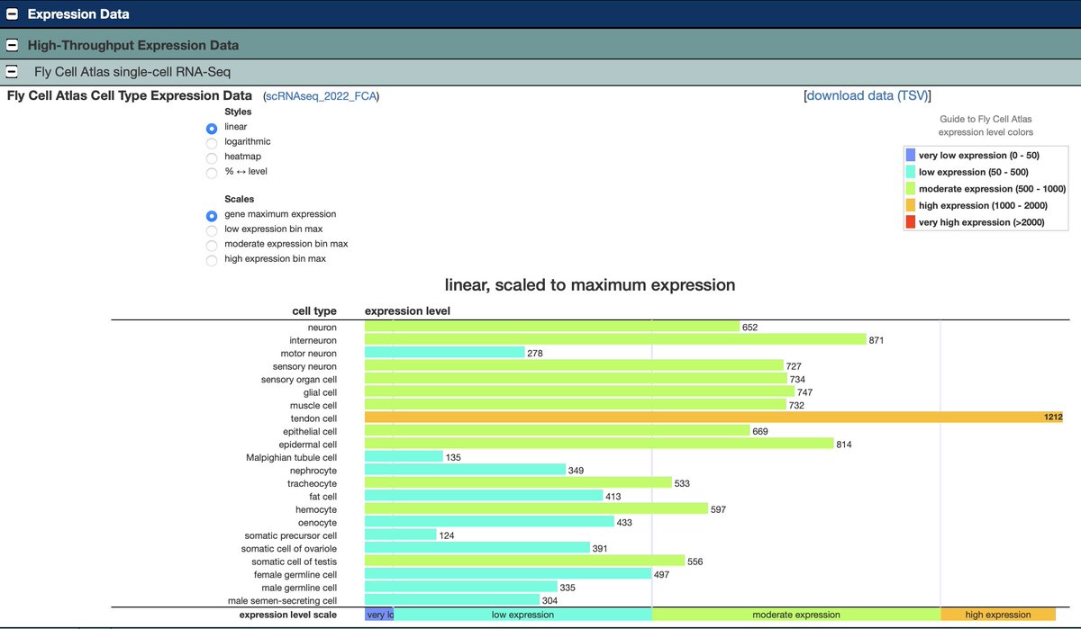 We've added a new graphical display for the Fly Cell Atlas single-cell RNA-Seq data, found in the “High-Throughput Expression Data” subsection of the Expression section of Gene Reports. This new graph shows how a gene is expressed across the major cell types of the adult fly.