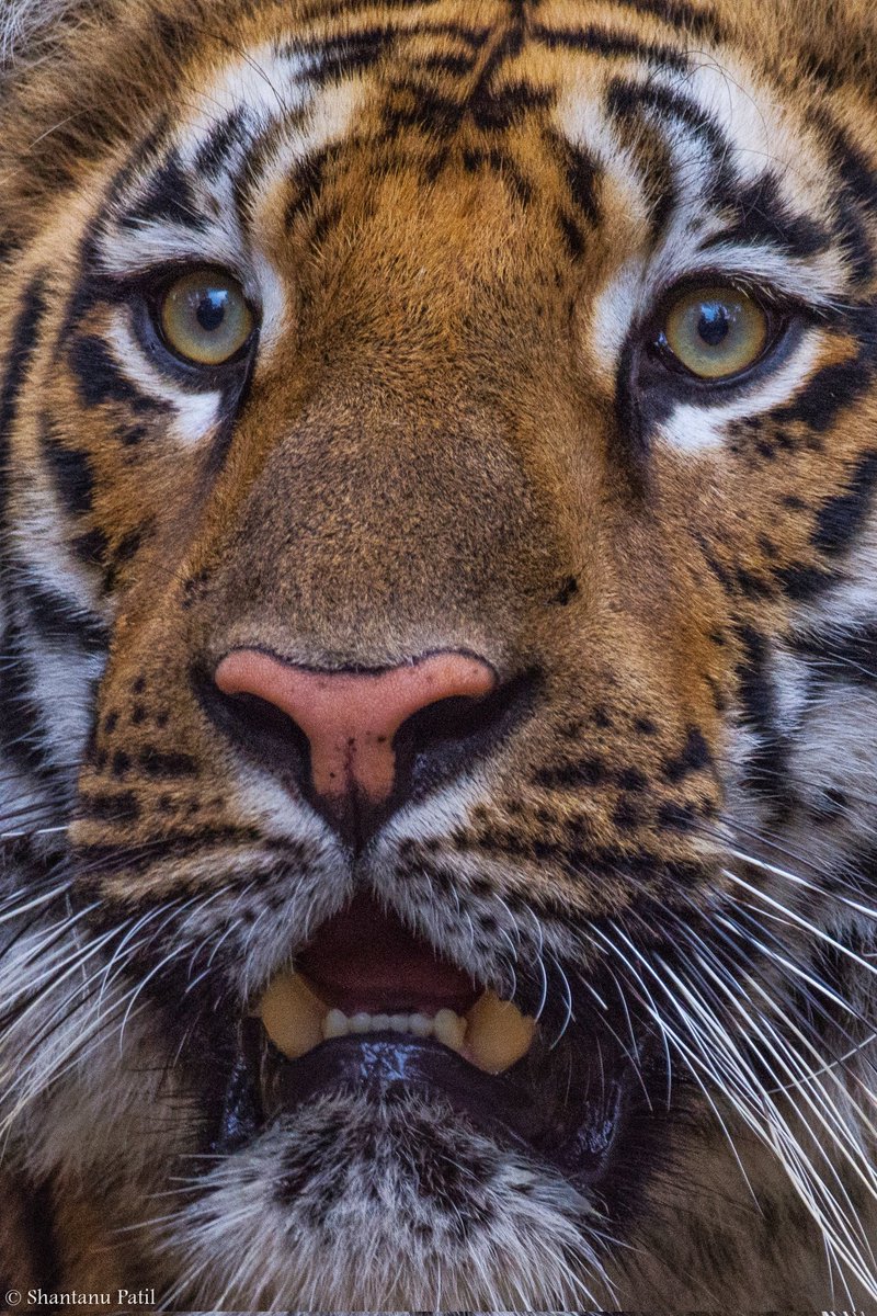 patilshantanu99's tweet photo. Tiger from Tipeshwar wildlife sanctuary. 
@NikonIndia
@NatureIn_Focus 
@jayotibanerjee 
@VivekYewatkar https://t.co/s4BJX5KShC