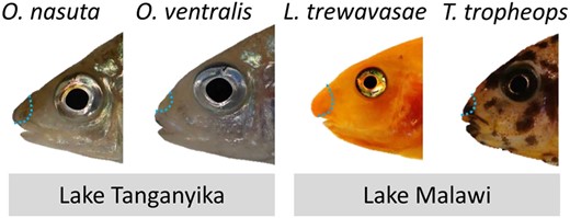 Conserved Molecular Players Involved in Human Nose Morphogenesis Underlie Evolution of the Exaggerated Snout Phenotype in Cichlids buff.ly/3mbbAN5 By <a href="/craig_albertson/">Craig Albertson</a>
<a href="/ehsanpashayahi/">Ehsan Pashay Ahi</a> <a href="/AnnaDuenser/">Anna Dünser</a> #science #evolution #biology #genome