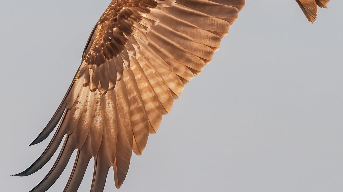 NaturalAnimals's tweet photo. C'est l'heure de jouer au qui est-ce !

Selon vous à qui appartient cette peau ? Un vautours fauves, aigle, ...

Réponse demain soir à 18h ( active la notification )

#naturalanimals #nature #animaux #quiestce #peau #planete #planète https://t.co/Bma1T9wv08