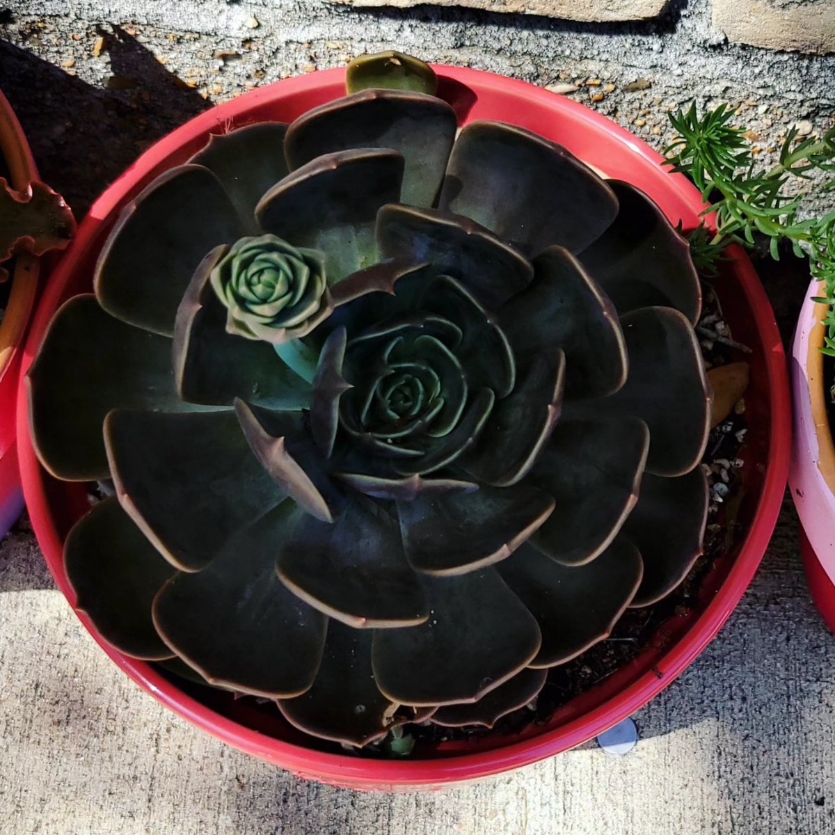 zeldasuccs's tweet photo. Sometimes, you have to look back to see your growth 💜

#garden #succulents #plants #goodvibe #cacti #cactus #gardening #plantmom #vibez #succulent #succulover #succulentlove #Zelda #ZeldaSuccs #crystals #plantloversofinstagram #plantlover #plantlove #plants #plant #iloveplants https://t.co/ydLsLP1g9M