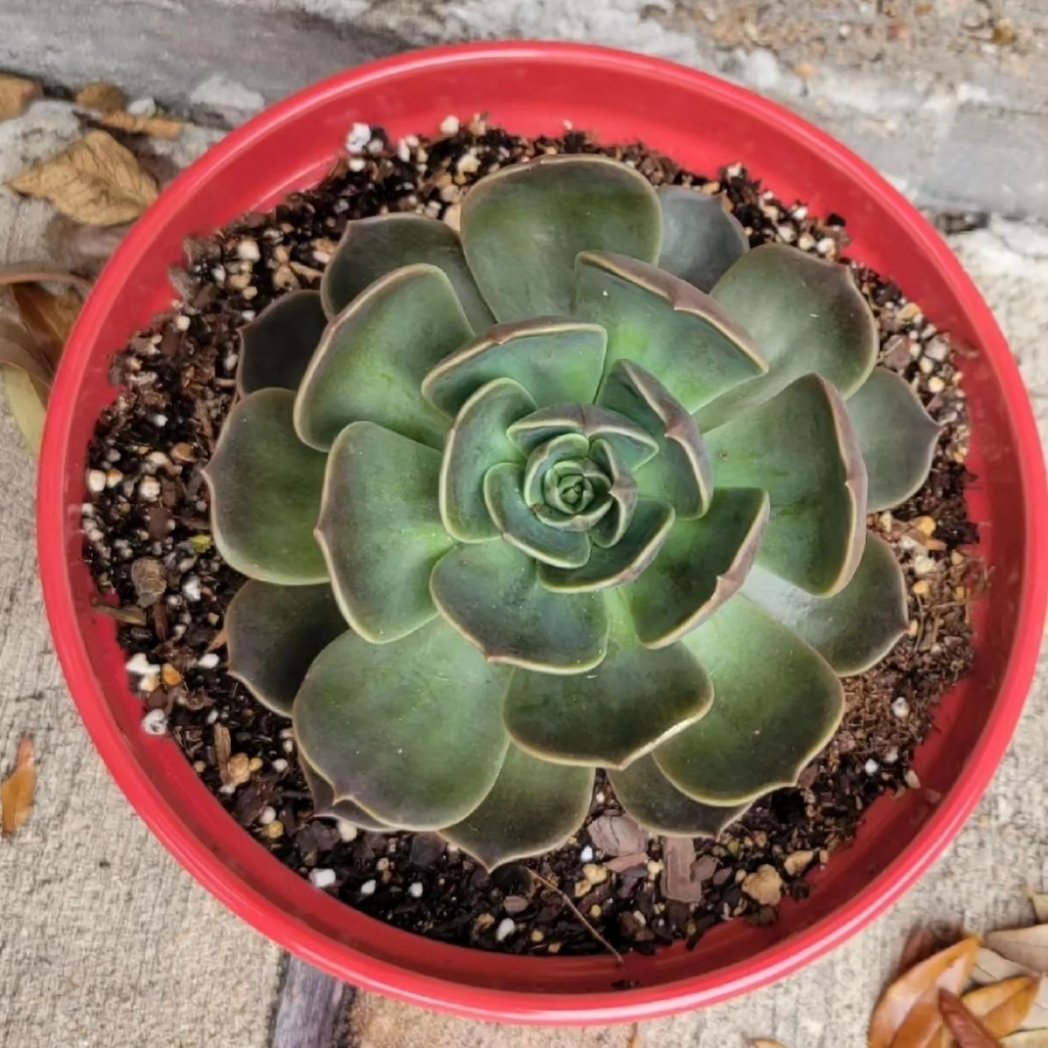 zeldasuccs's tweet photo. Sometimes, you have to look back to see your growth 💜

#garden #succulents #plants #goodvibe #cacti #cactus #gardening #plantmom #vibez #succulent #succulover #succulentlove #Zelda #ZeldaSuccs #crystals #plantloversofinstagram #plantlover #plantlove #plants #plant #iloveplants https://t.co/ydLsLP1g9M