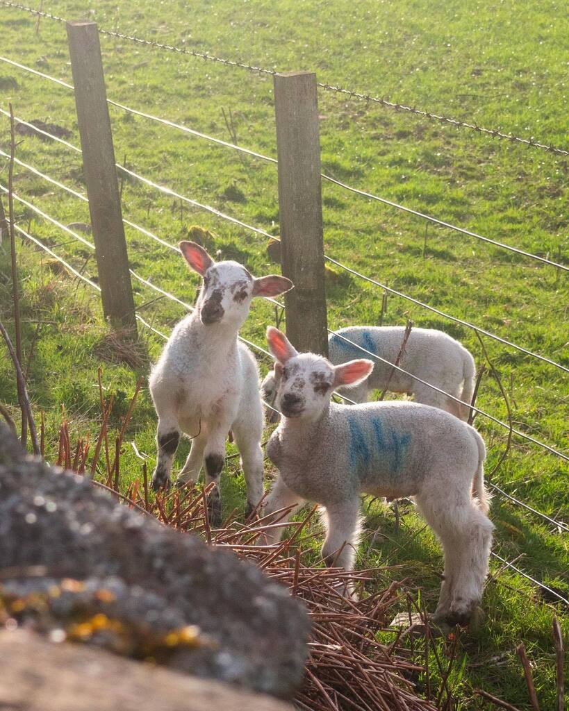 Ever get the feeling someone’s talking about you…
🐑 

.
.
.
.
.
.
.
.
.
#northumberland #northumberland_uk #northumberland_pics #ournorthumberland #nland250 #explorenland #visitnorthumberland #visitbritain #getoutside #getoutdoors #goexplore #wanderl… instagr.am/p/CrOj2PmIwwZ/