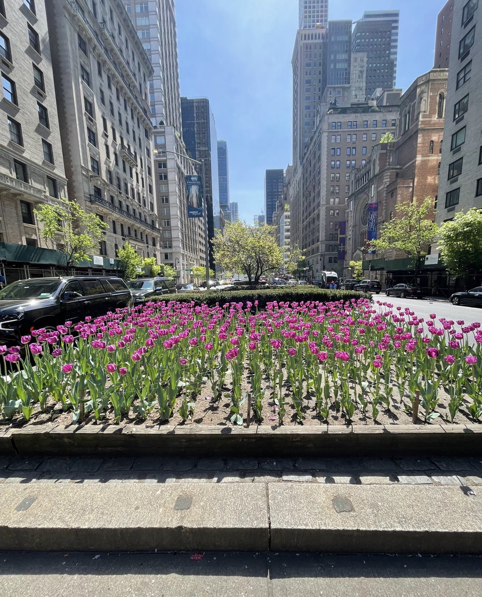 agreenberg's tweet photo. Walked by these tulips on the UES #NYCHellscape https://t.co/rIGuqiha2S