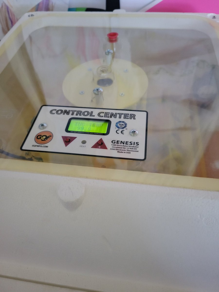 🌟Clarkin's Fantastic Firsties🌟 tweet media