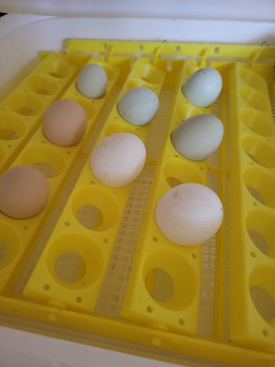 🌟Clarkin's Fantastic Firsties🌟 tweet media