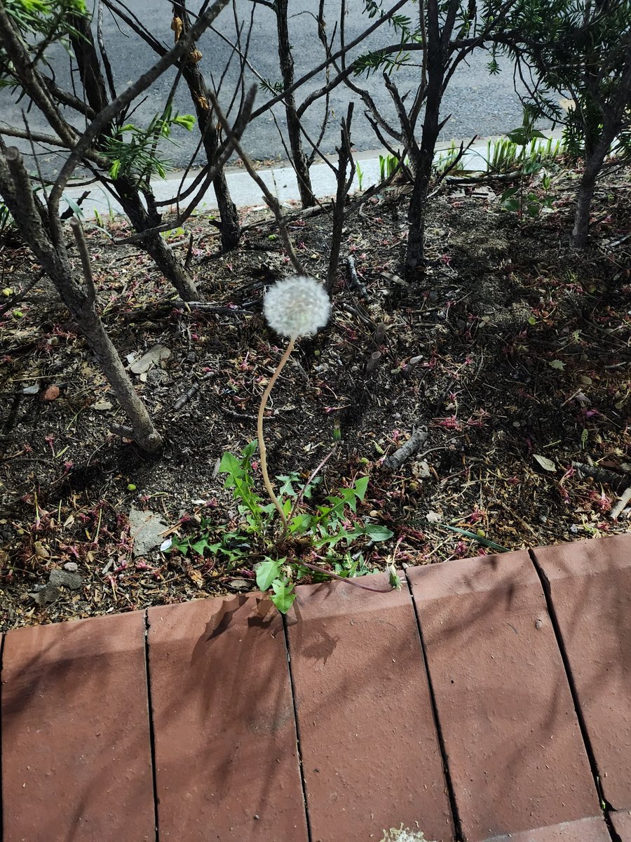 The last photo of Moonbin uploaded. Dandelion flower's meaning is do not give up, even if those around you keep trying to get rid of you. Stick it out and remember the cheerfulness of a sunny summer’s day when things seem bleak or dark.