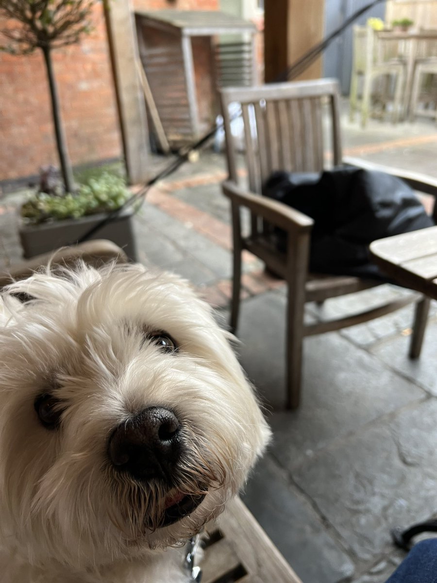 mrjacstorey's tweet photo. @Kodi_Sue_Mickey @ZombieSquadHQ @BengalPandora @ZSBirthday @Burrow43 @CancerDoggy @HarrynPogue @MadSCWT @RhondaHendee @ThorSelfies @Sprocket_Cool We iz in da pub my mates! Cheers 🍻 https://t.co/VW18Oc1IH1