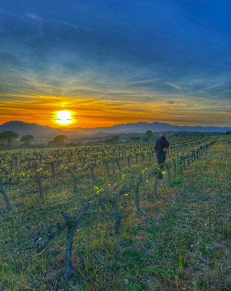 DOEmporda's tweet photo. Capvespre a les vinyes del celler #PereGuardiola
Imatges que enamoren de la DO Empordà 😍
👉 https://t.co/RzjhAmaUT8 https://t.co/RwImtGYR02