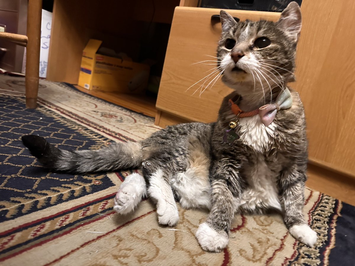 CrittersofH's tweet photo. Funny Faces &amp; Sassitude from 19yo Fatta Catta Kelly #sassitude #meow #purr #fattacatta #fatta #AdoptDontShop  #CatsOfTwitter #Caturday @DinahLewisTayl1 #tabby #SuperSeniorCatsClub #catfood #cattitude #whiskerswednesday https://t.co/8LhZjWnkhn