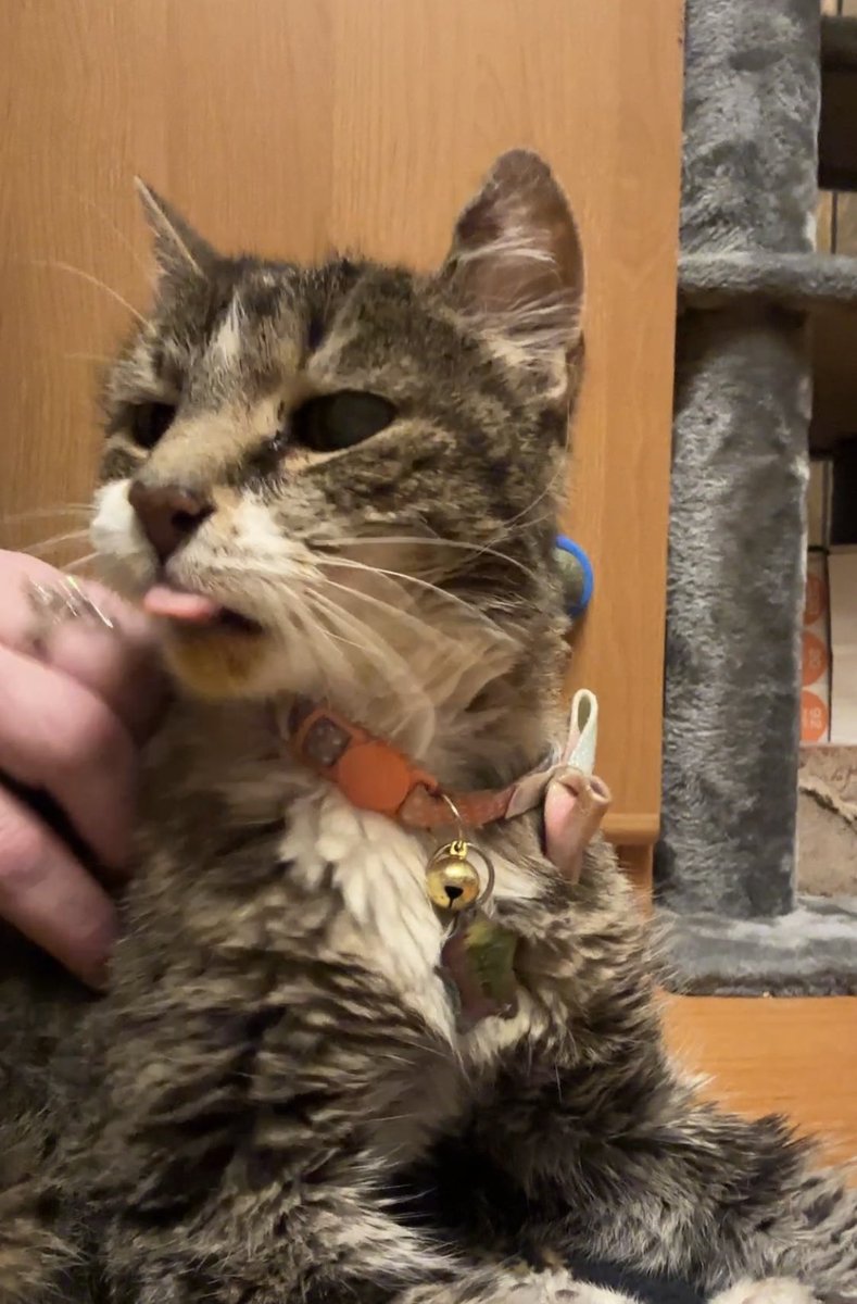 CrittersofH's tweet photo. Funny Faces &amp; Sassitude from 19yo Fatta Catta Kelly #sassitude #meow #purr #fattacatta #fatta #AdoptDontShop  #CatsOfTwitter #Caturday @DinahLewisTayl1 #tabby #SuperSeniorCatsClub #catfood #cattitude #whiskerswednesday https://t.co/8LhZjWnkhn