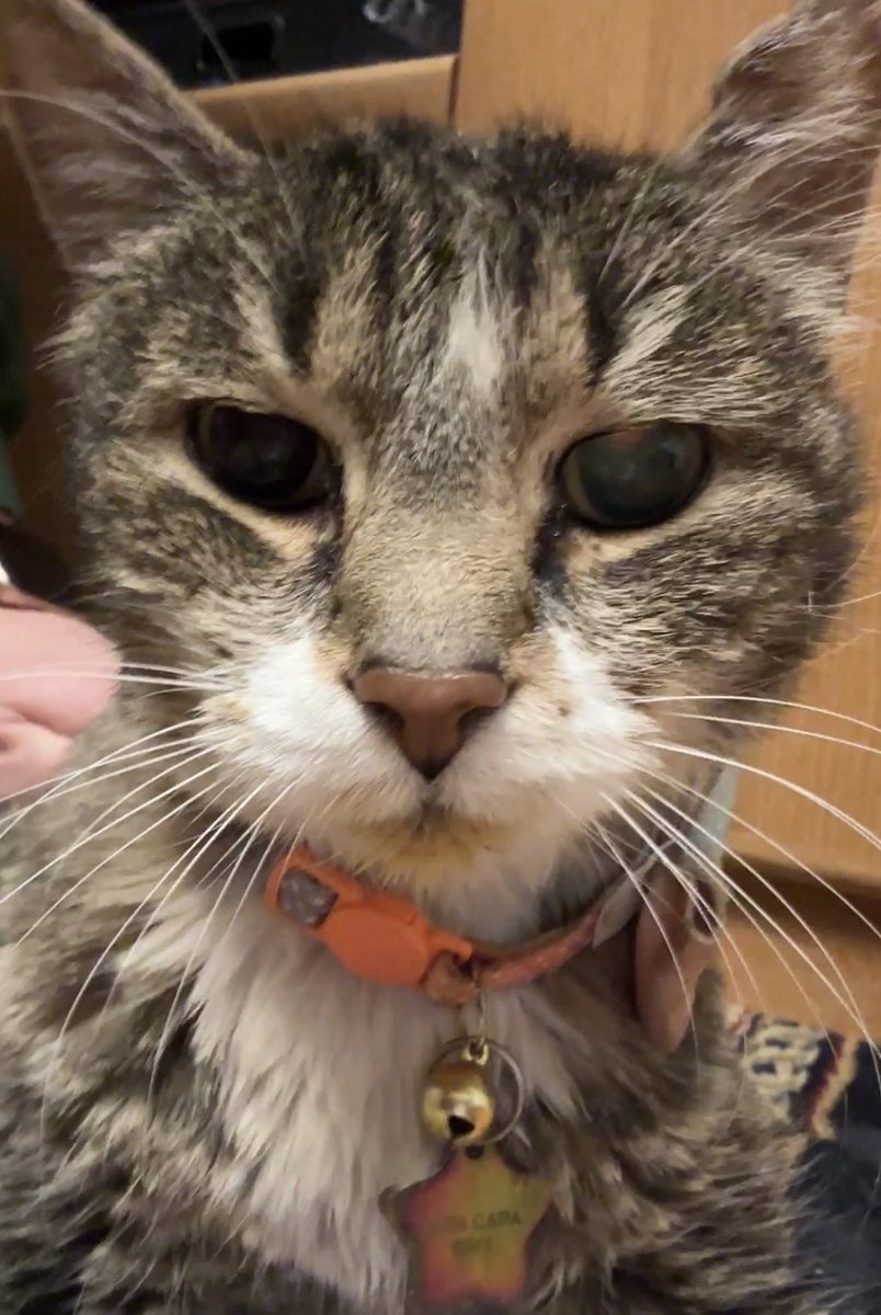 CrittersofH's tweet photo. Funny Faces &amp; Sassitude from 19yo Fatta Catta Kelly #sassitude #meow #purr #fattacatta #fatta #AdoptDontShop  #CatsOfTwitter #Caturday @DinahLewisTayl1 #tabby #SuperSeniorCatsClub #catfood #cattitude #whiskerswednesday https://t.co/8LhZjWnkhn
