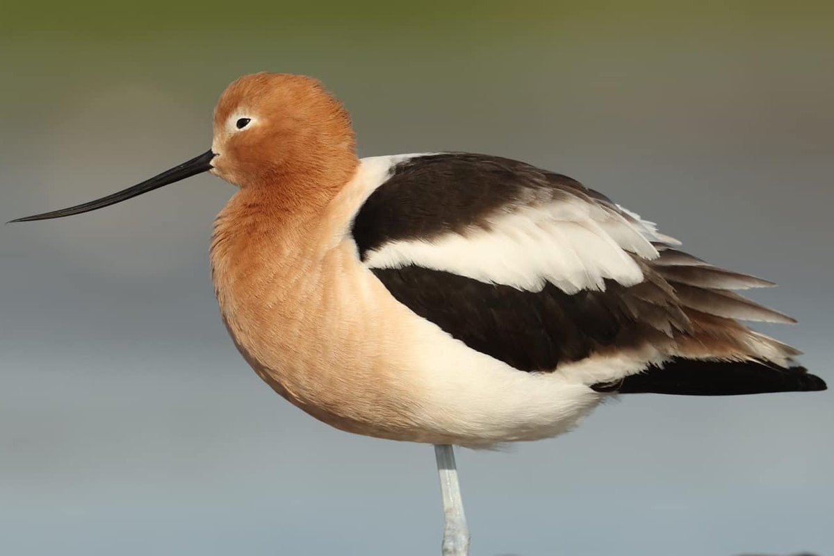 JSteelmanPhoto's tweet photo. American Avocet
Bolivar Flats Shorebird Sanctuary
04-19-23
#CanonFavPic #ShotOnCanon #EarthCapture #Birds #FeatherFest #Galveston #BirdPhotography #WildlifePhotography #CanonR6 https://t.co/UZCU1o5pHt