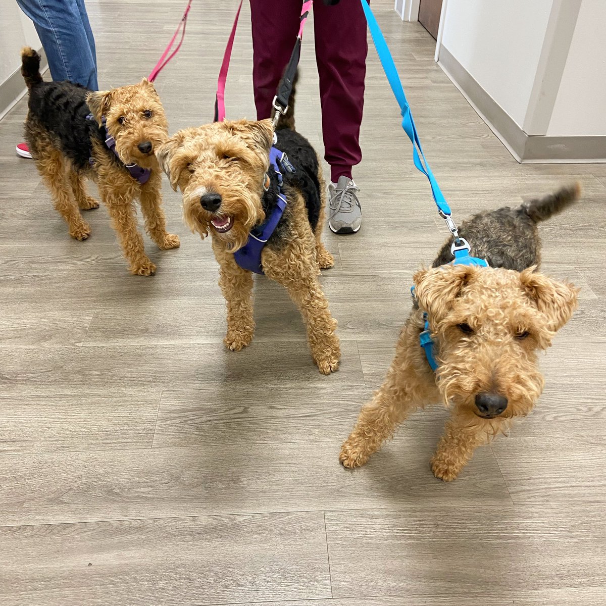 kelseycanine's tweet photo. You get a Welsh terrier and you get a Welsh terrier and you get a Welsh terrier! https://t.co/gTlAaa86xH