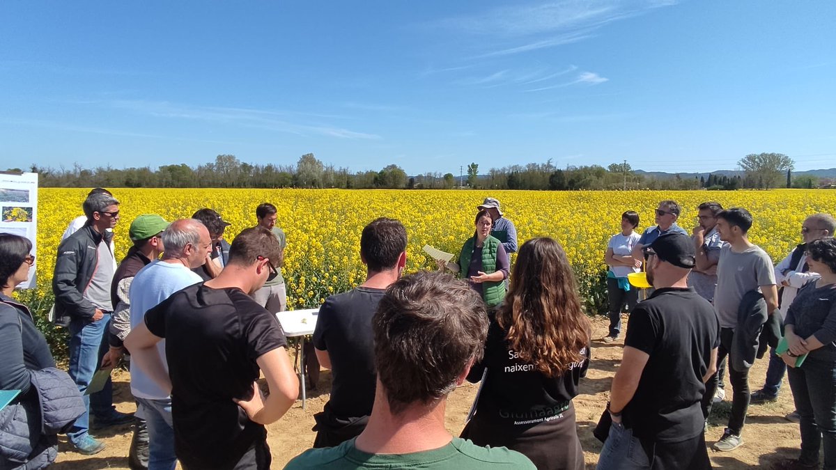 TeiaG2012's tweet photo. Avui a #FornellsdelaSelva camp d’assaig 2023 a #Girona d’@irtacat a la jornada “Pràctiques agronòmiques innovadores en colza” dins el bloc #repàsdeplagues unes pinzellades s/possibilitat de control biològic de #pugó amb #sírfids i l’experiència d’aquest 1r any. #Biocom @AGROSALVI https://t.co/VF9POhfSPH