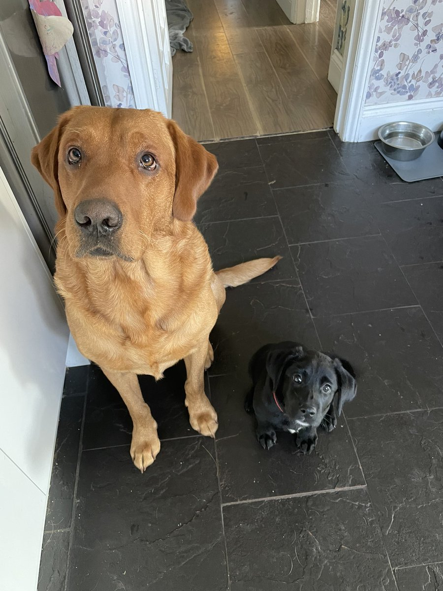 rawbridges's tweet photo. @teenytinysuz All good honey. I’ll attach a happier picture. Rodney and his new little sister, Matilda. See you next season x https://t.co/z5j1TjzurY