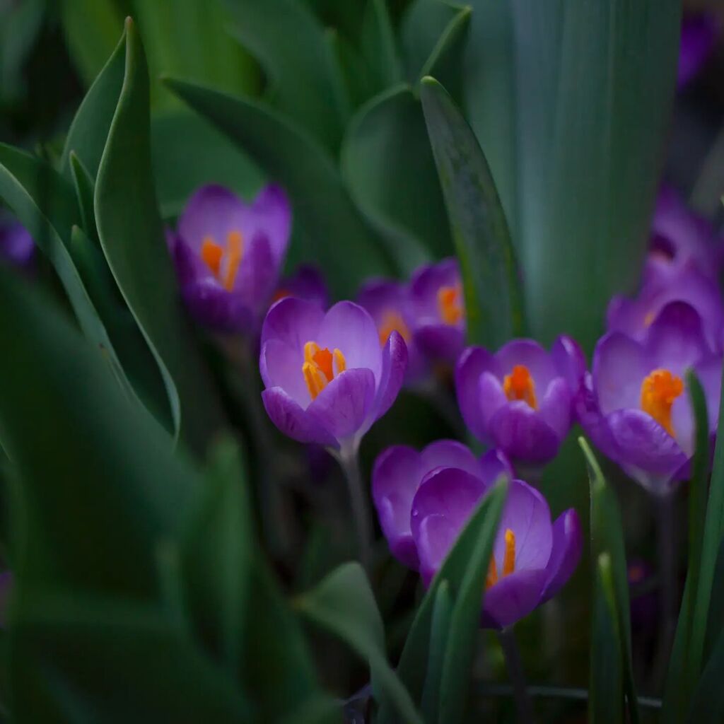 LasaJoyas's tweet photo. Hace un tiempo que no asomo por aquí, eso no quiere decir que mis inspiraciones no sigan fluyendo... Hoy traigo un pedacito de mi primavera. Siempre espero con ansia los crocus que salen en otoño por todo el parque, este año no he querido renunciar a dis… https://t.co/iB7KGlSw6X https://t.co/W04iSpUQJw