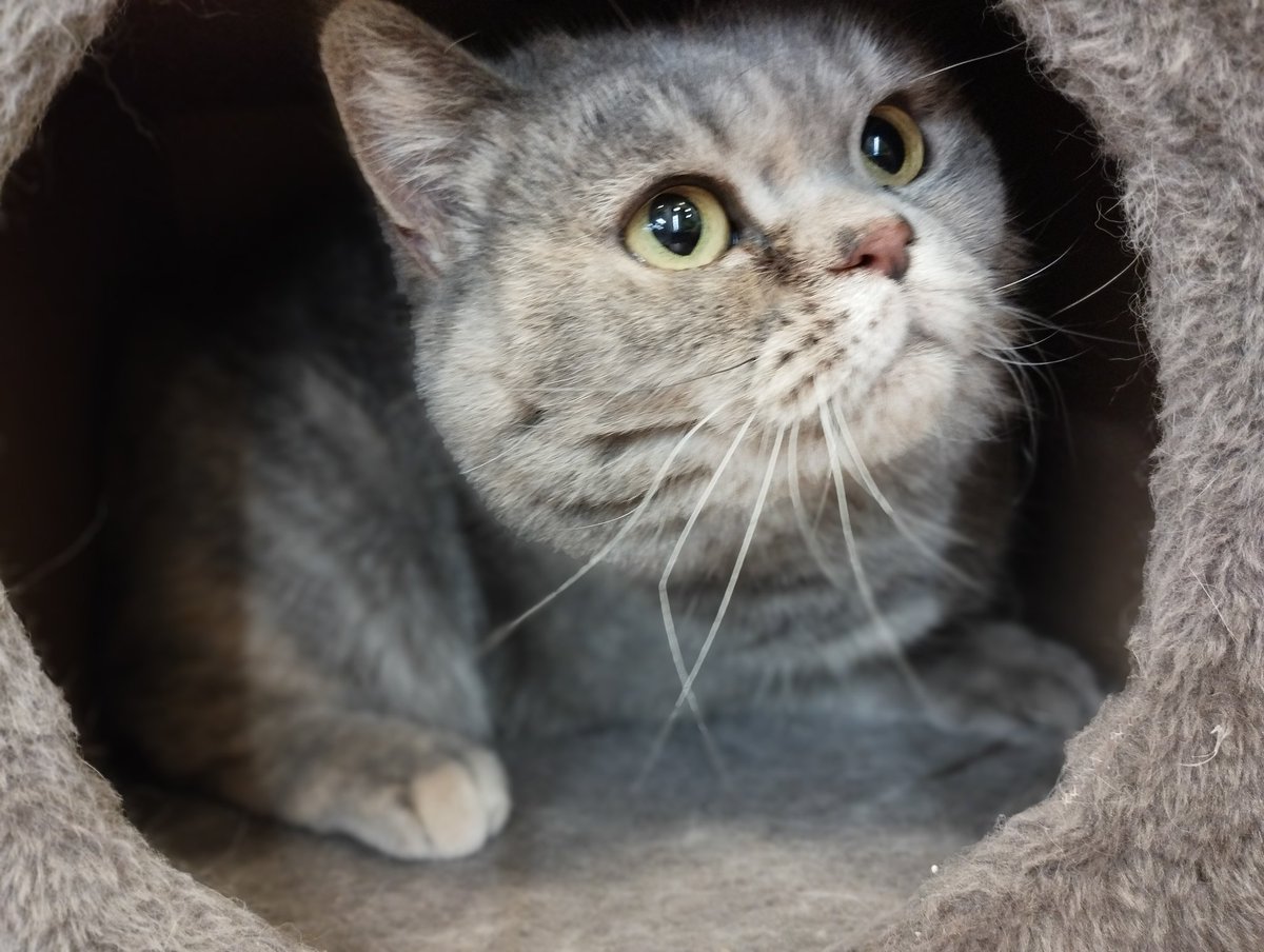 PRADA 💜 11 años de amor y ternura, nunca ha tenido una familia, era una fábrica de bebés 💔 ¿Quieres enseñarle el significado de la palabra FAMILIA? #adopta #Madrid #Guadalajara #gatos