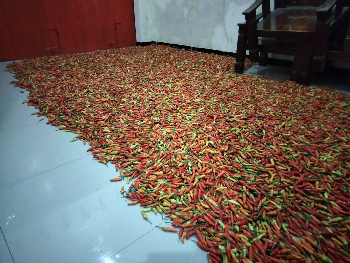 ZaeniMustofa15's tweet photo. Harga cabe di tingkat petani hancur, sampe saya tidak bisa menjualnya karna banyak tengkulak yang tidak mau membeli karna harga sangat murah, coba yang bisa bantu jual hub saya, cabe sekitar 200 kg https://t.co/UA5ucfWFQW