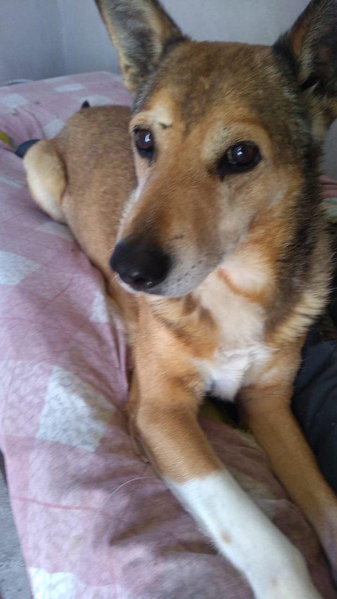 refugioenalerta tweet media